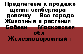 Предлагаем к продаже щенка сенбернара - девочку. - Все города Животные и растения » Собаки   . Московская обл.,Железнодорожный г.